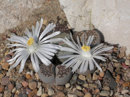 lithops julii v.reticulata